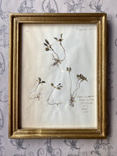 Charger l&#39;image dans la galerie, Antique herbarium / アンティーク植物標本 / Herbier antique
