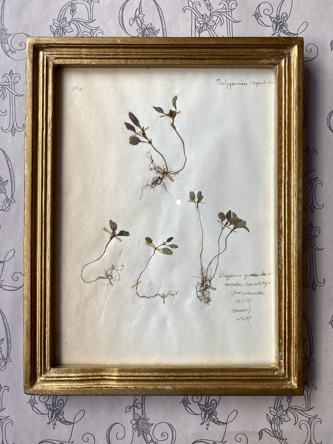 Antique herbarium / アンティーク植物標本 / Herbier antique