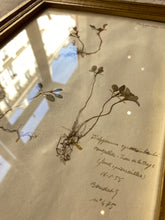 Charger l&#39;image dans la galerie, Antique herbarium / アンティーク植物標本 / Herbier antique
