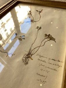 Antique herbarium / アンティーク植物標本 / Herbier antique