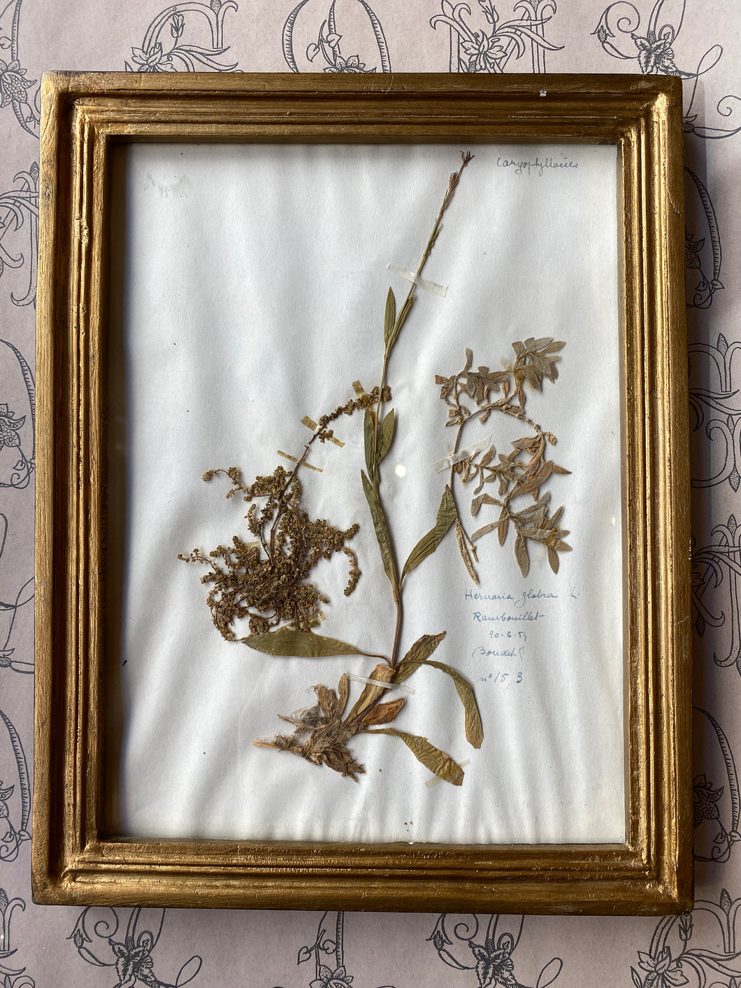 Antique herbarium / アンティーク植物標本 / Herbier antique