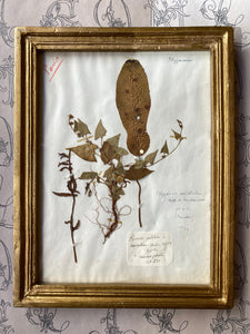 Antique herbarium / アンティーク植物標本 / Herbier antique